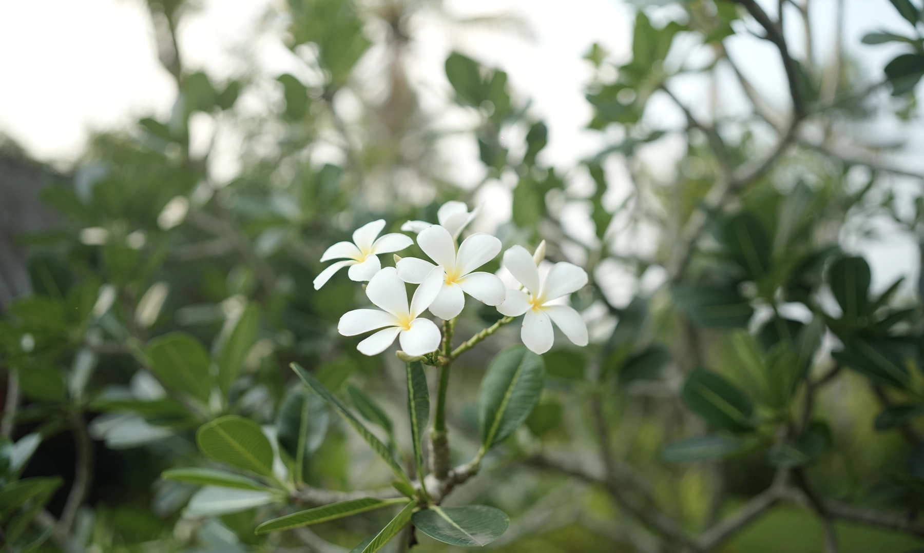 1800X1078 copy